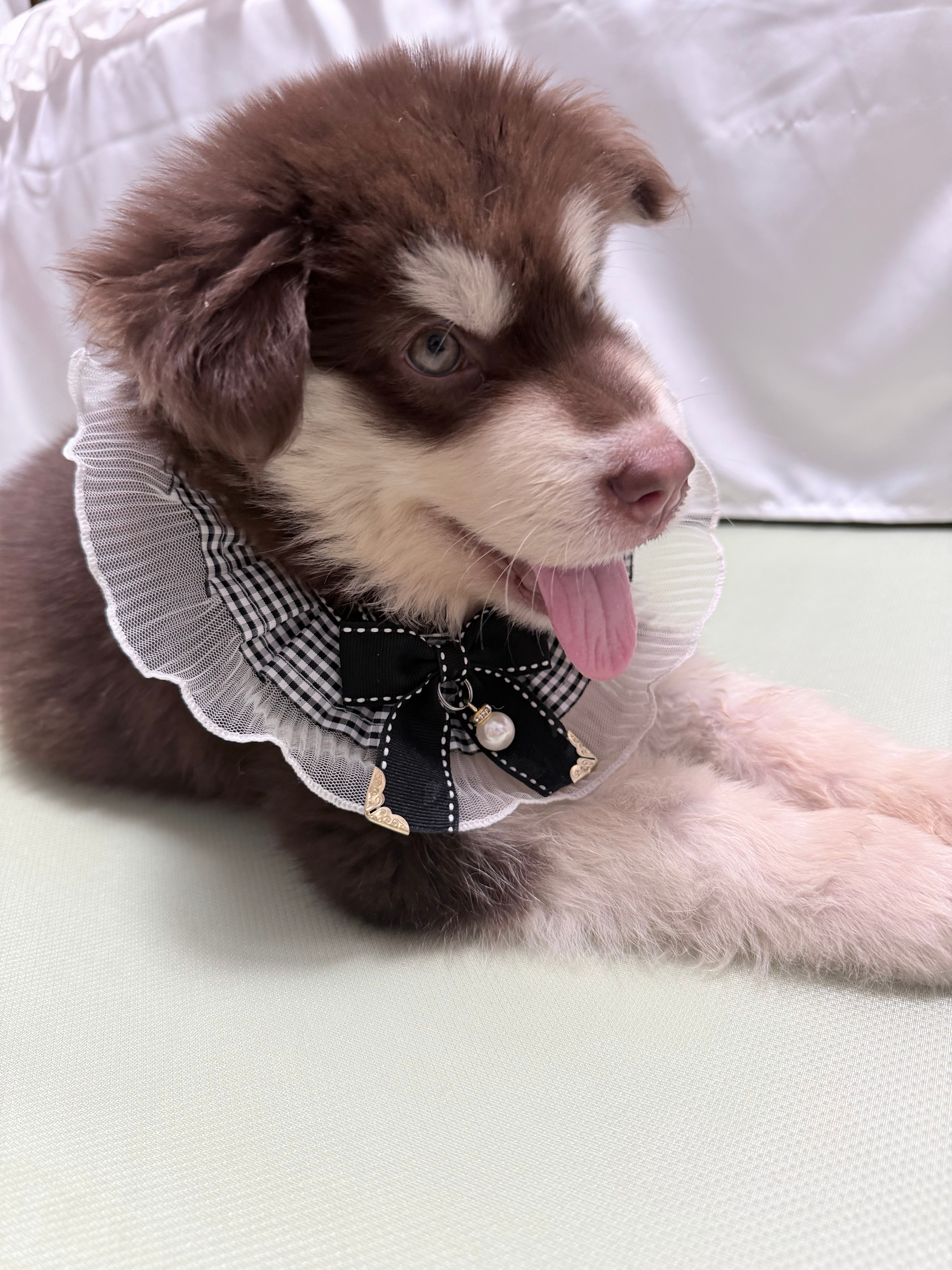 狗也需要打扮一下(＾◡＾)っ✄萌宠 漯河