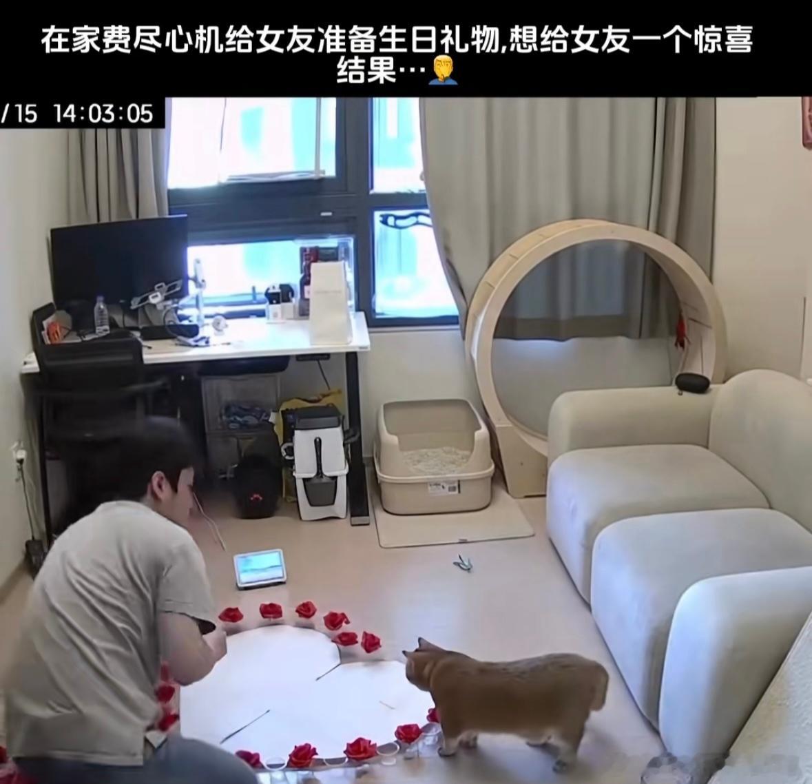 小猫不同意这门亲事 ​​​