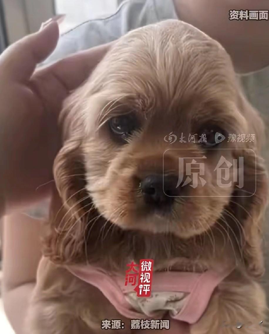 真没想到秦皇岛还出来一个女偷狗贼，现在全国人民都知道了！

狗主人万先生是一个海