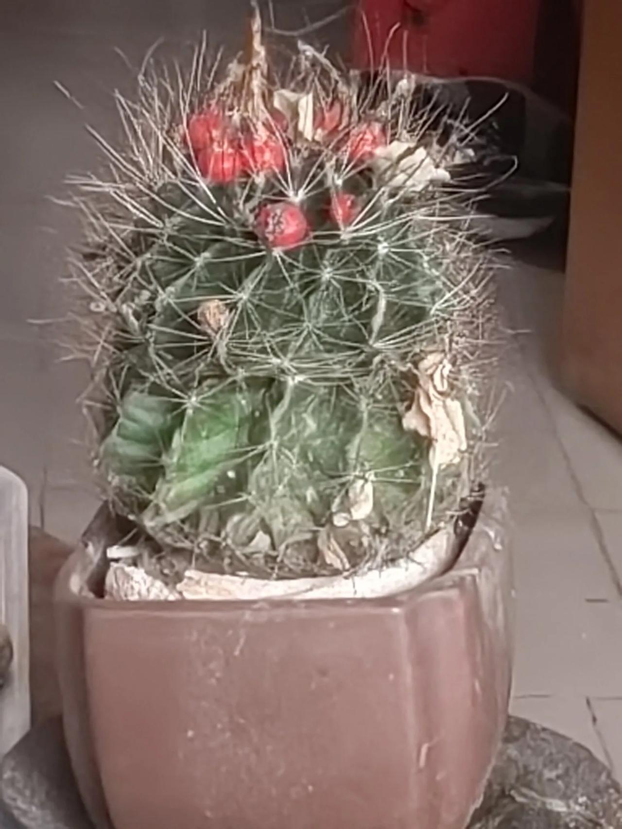 好养的球！