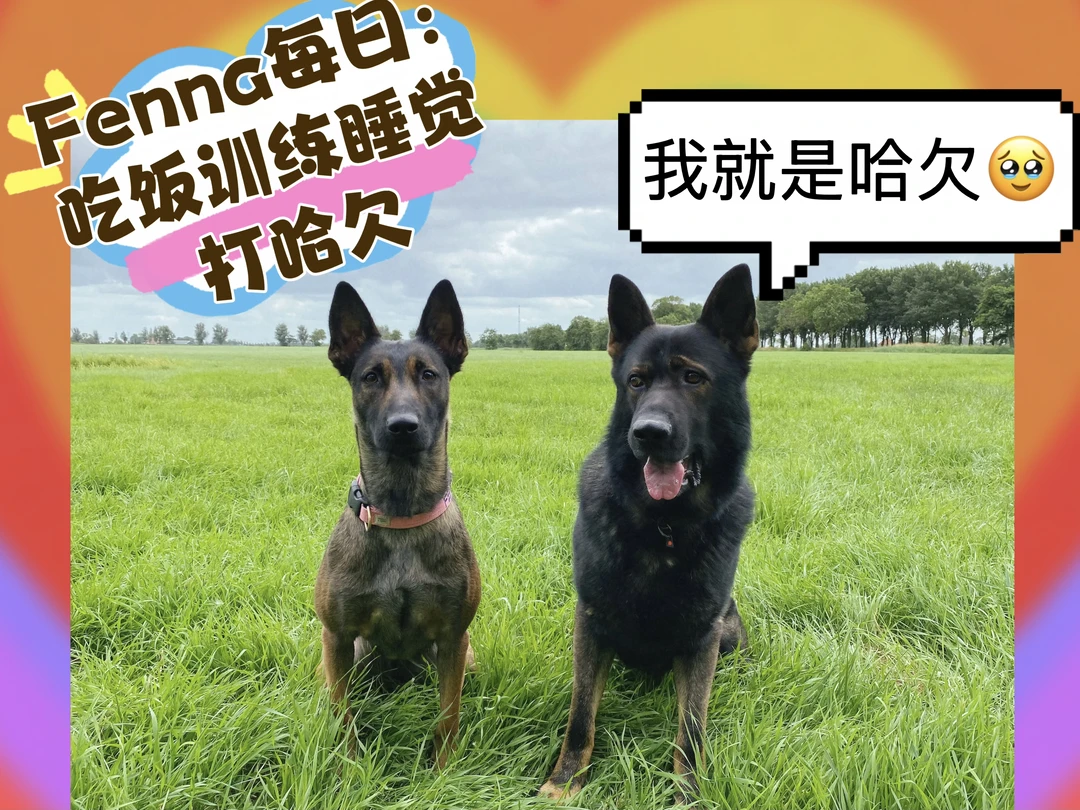 Fenna每日生活：吃饭训练睡觉打哈欠