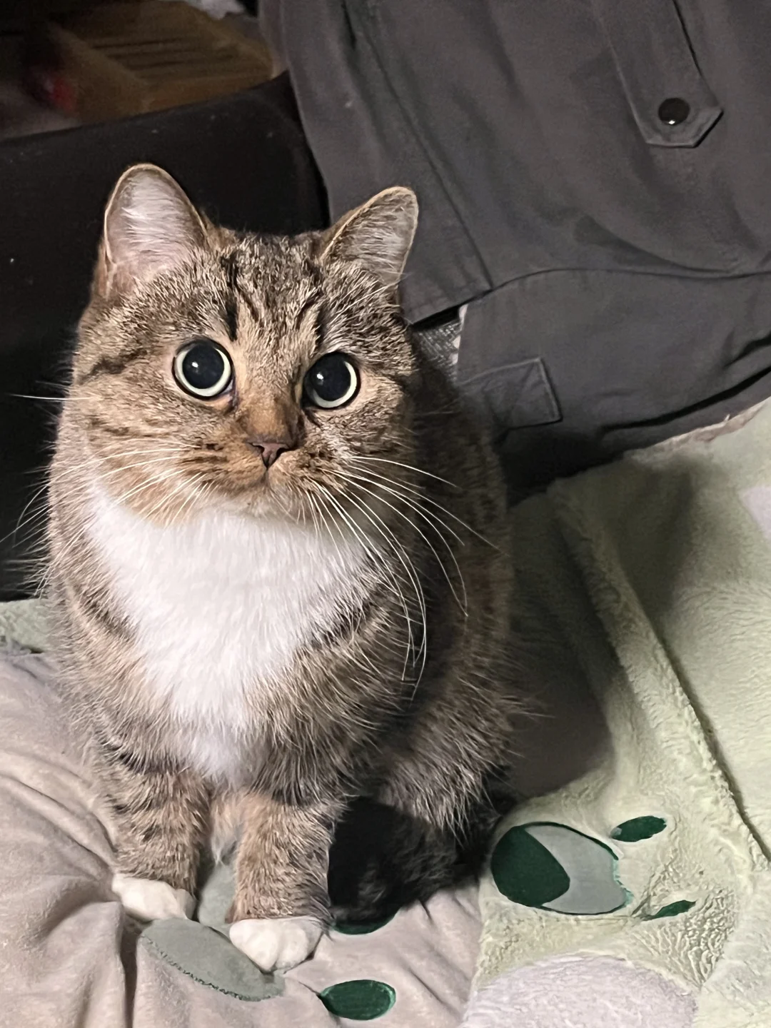 人，猫有可爱到你心趴上吗？