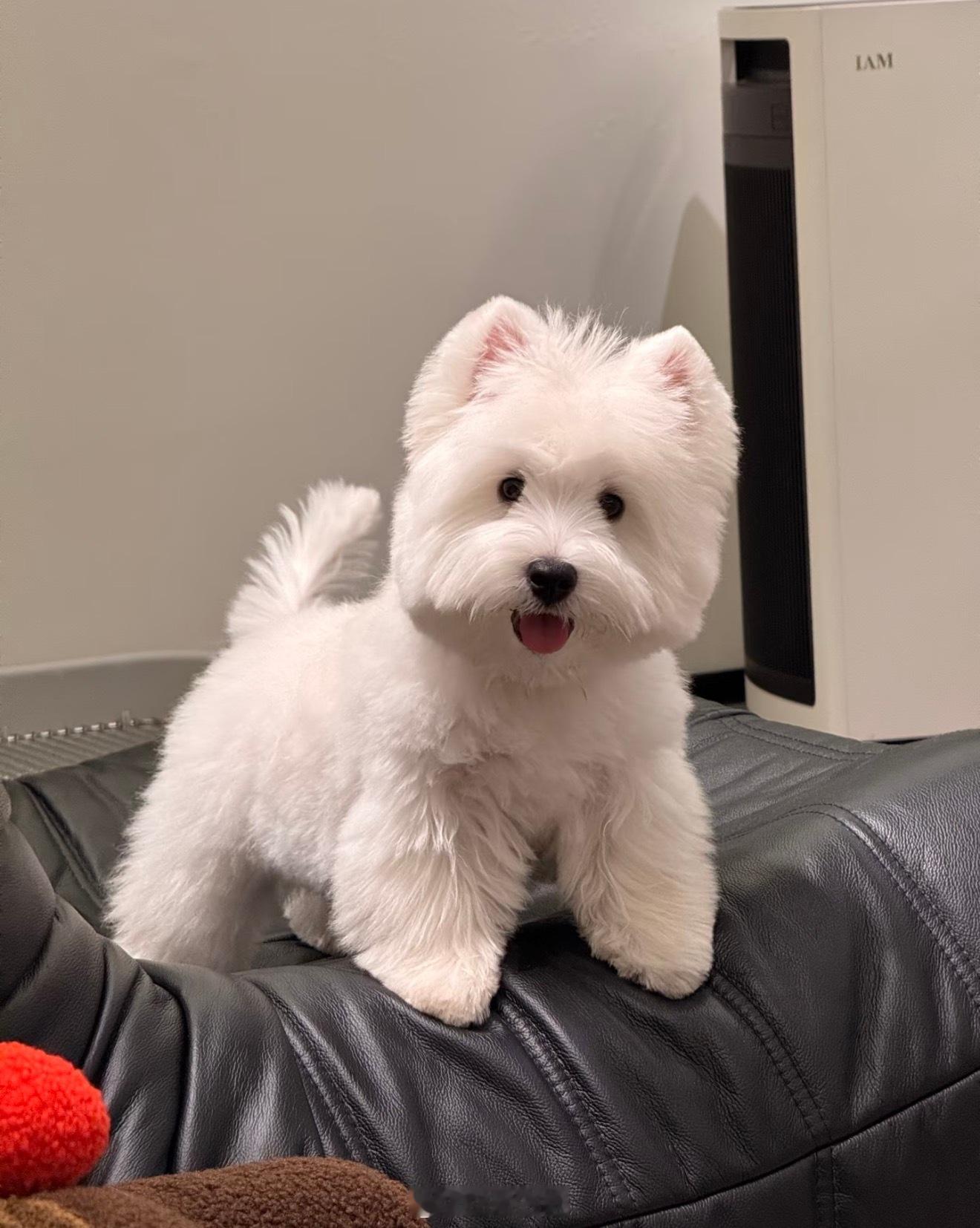 明年回北京就养一只西瓜地 当儿子养