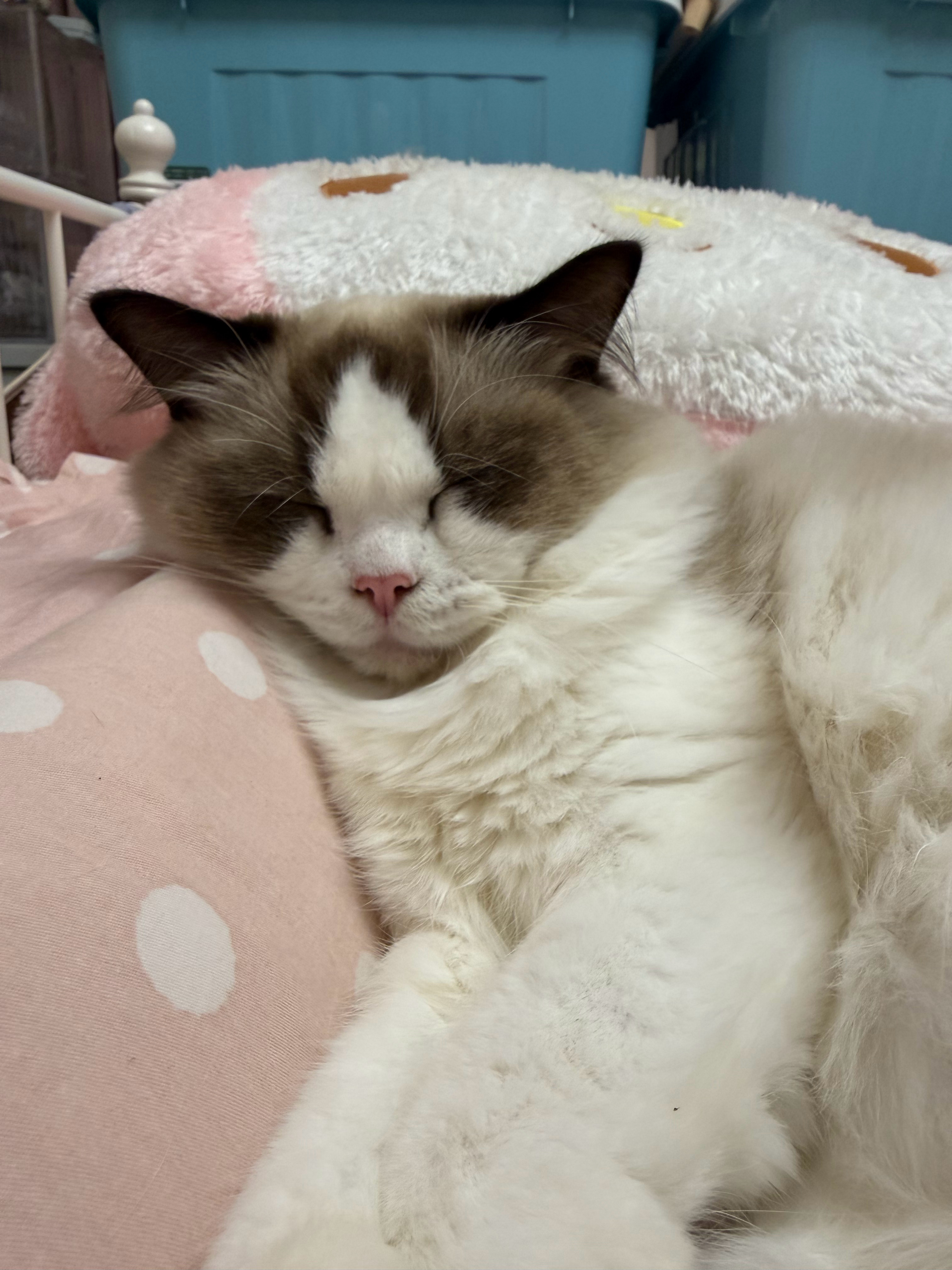 这是谁家的困困小猪猪呀 