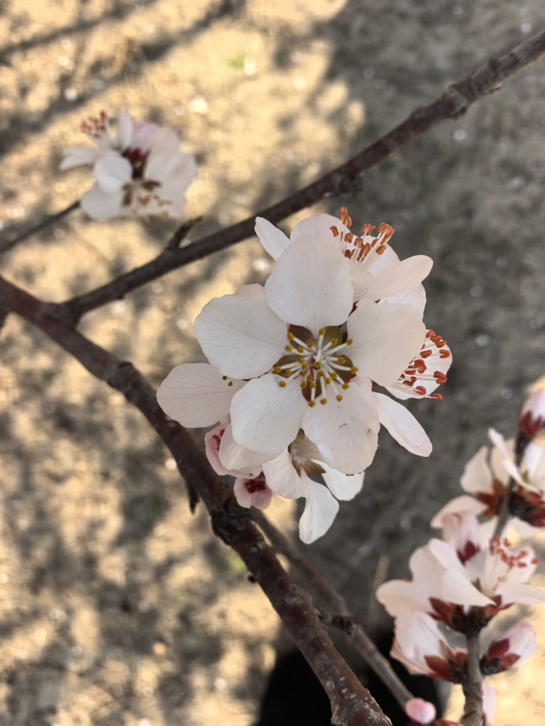 终于有了春天的气息，春风拂面，愿所有美好如期而至，所有好事缓缓发生～ 