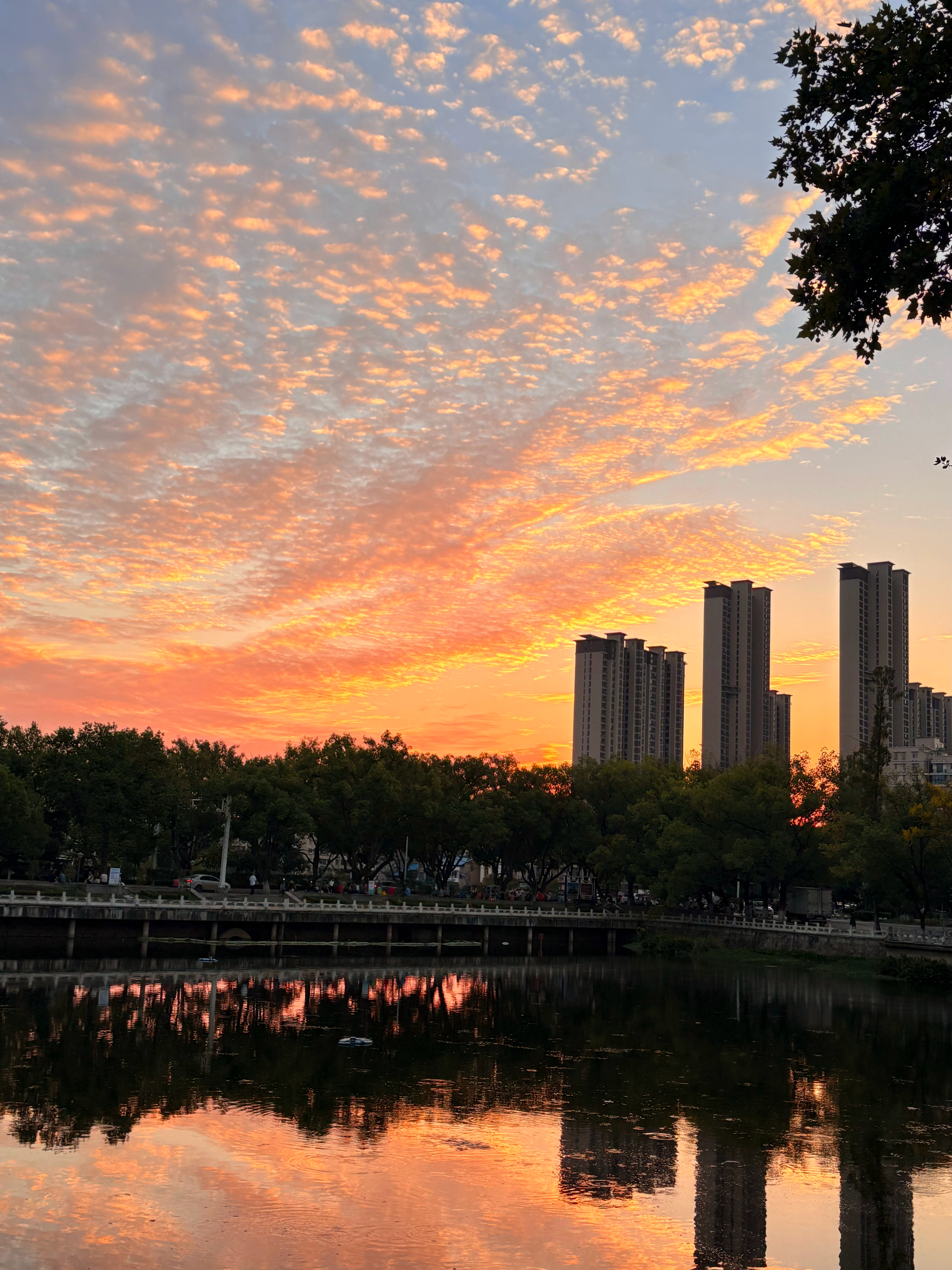 捕捉火烧云的尾巴[兔子]  ​​​