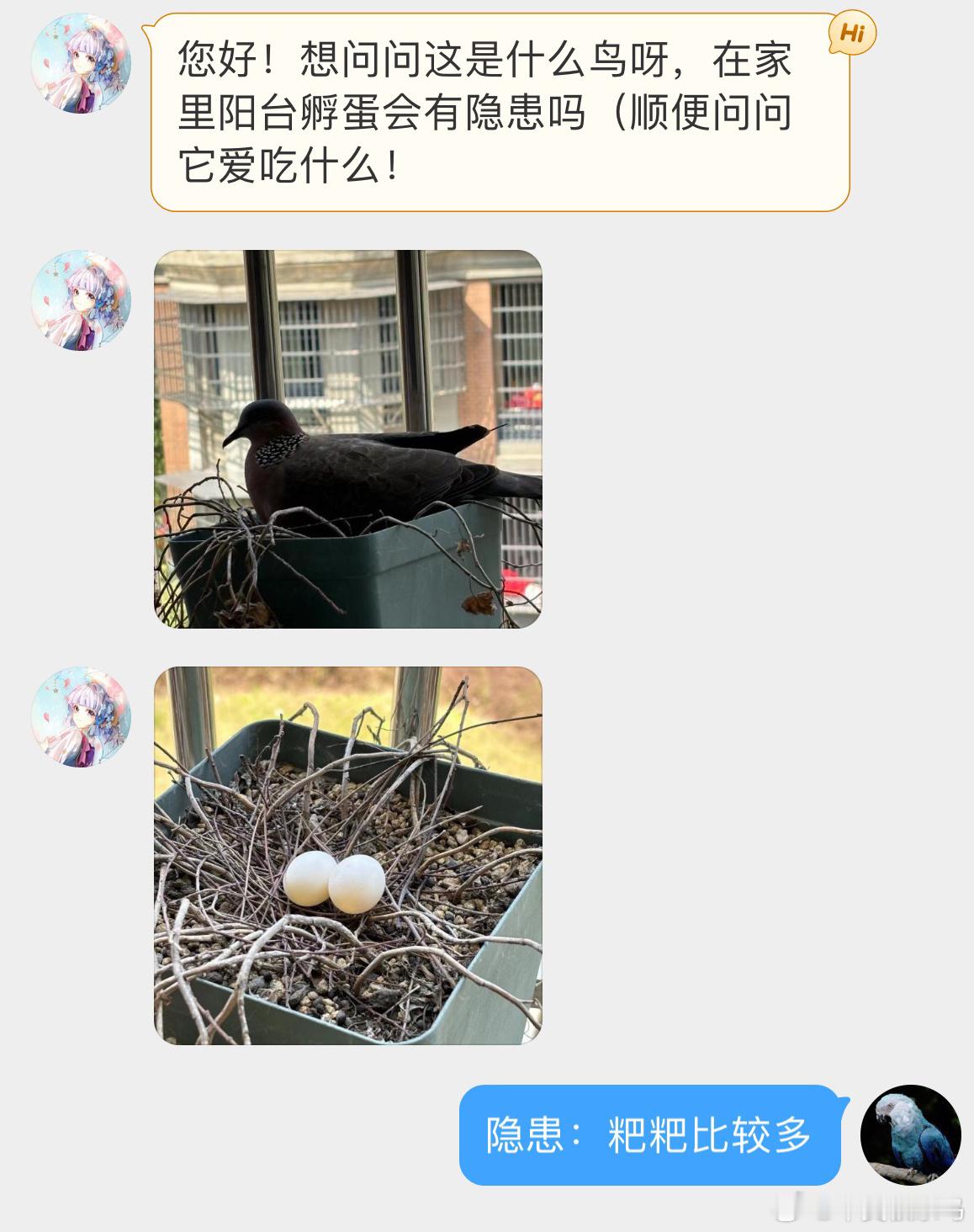 #鸟粉投稿# 霸占花盆的【珠颈斑鸠】隐患：粑粑比较多（堆积如山 ​​​