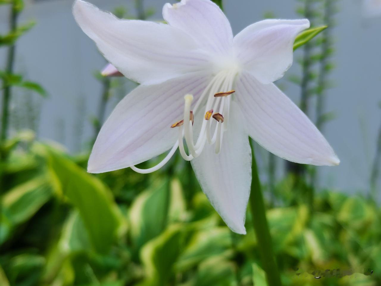一花独放不是春！