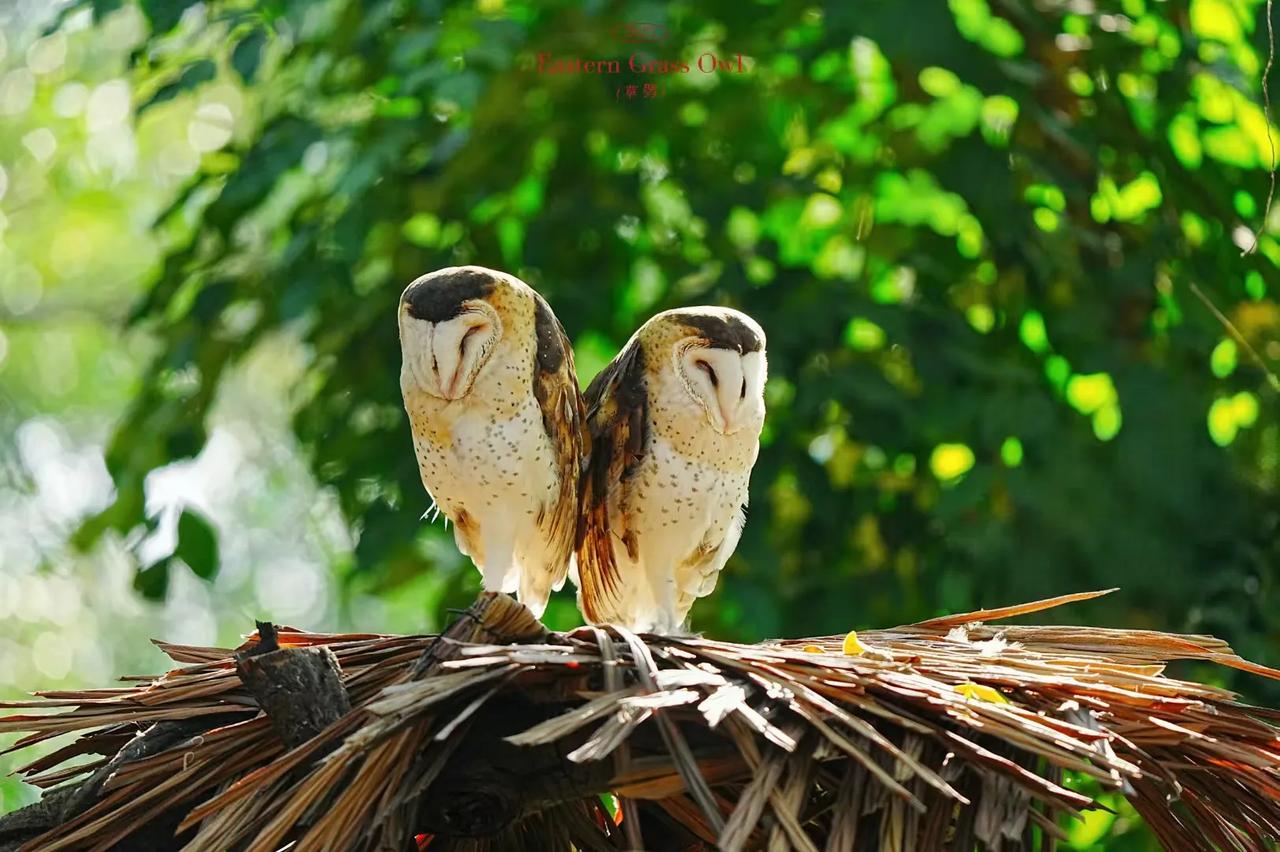 《双鸮守岁，好运满年》
草鸮
Eastern Grass Owl
中国野保二级动