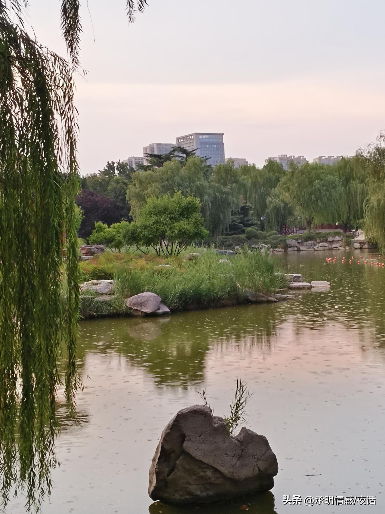 静谧湖畔，绿意盎然，城市与自然和谐共存。湖畔自然景色 城市绿意环绕 城市自然生态