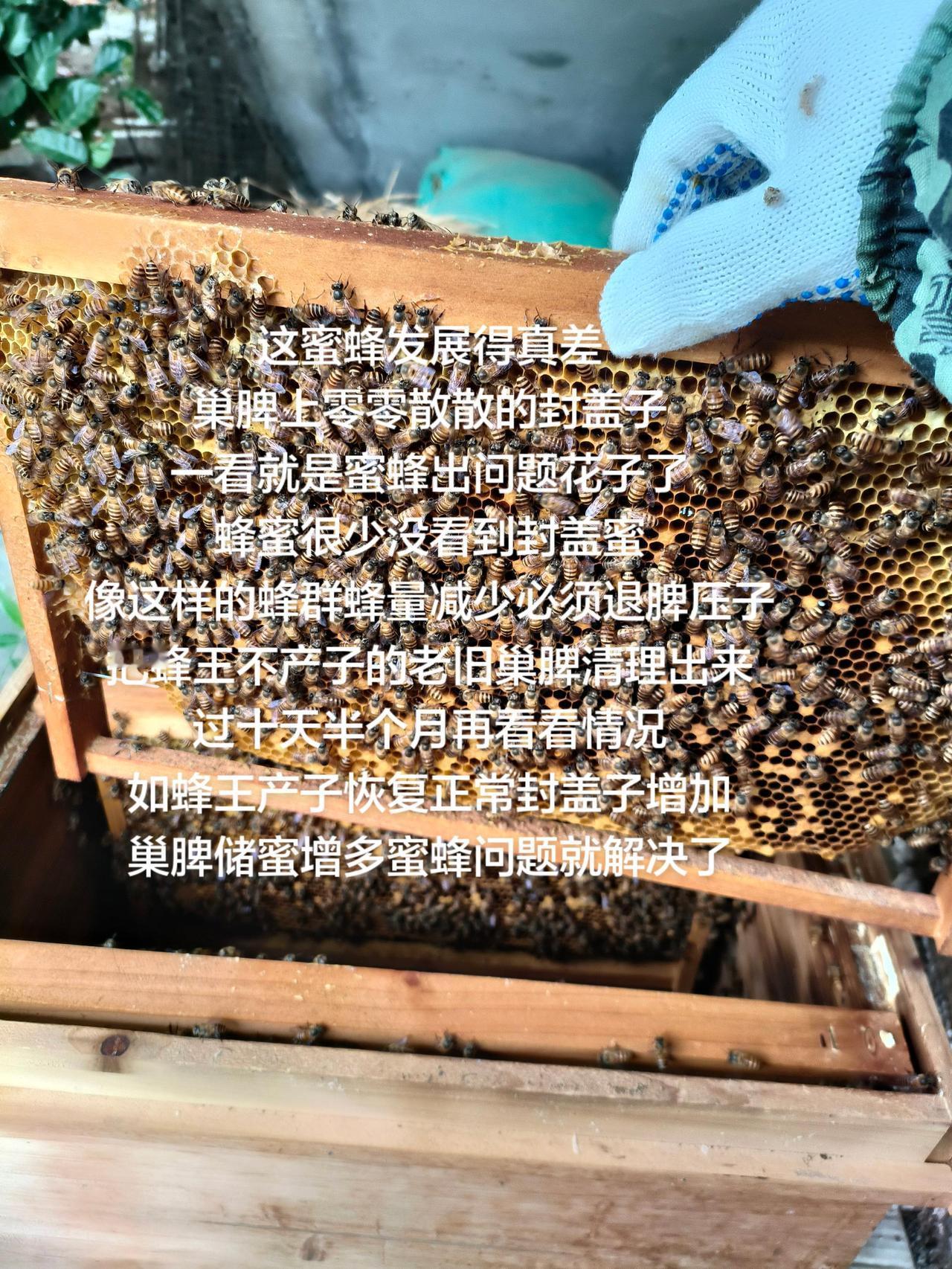 这蜜蜂发展得真差
巢脾上零零散散的封盖子
一看就是蜜蜂出问题花子了
蜂蜜很少没看