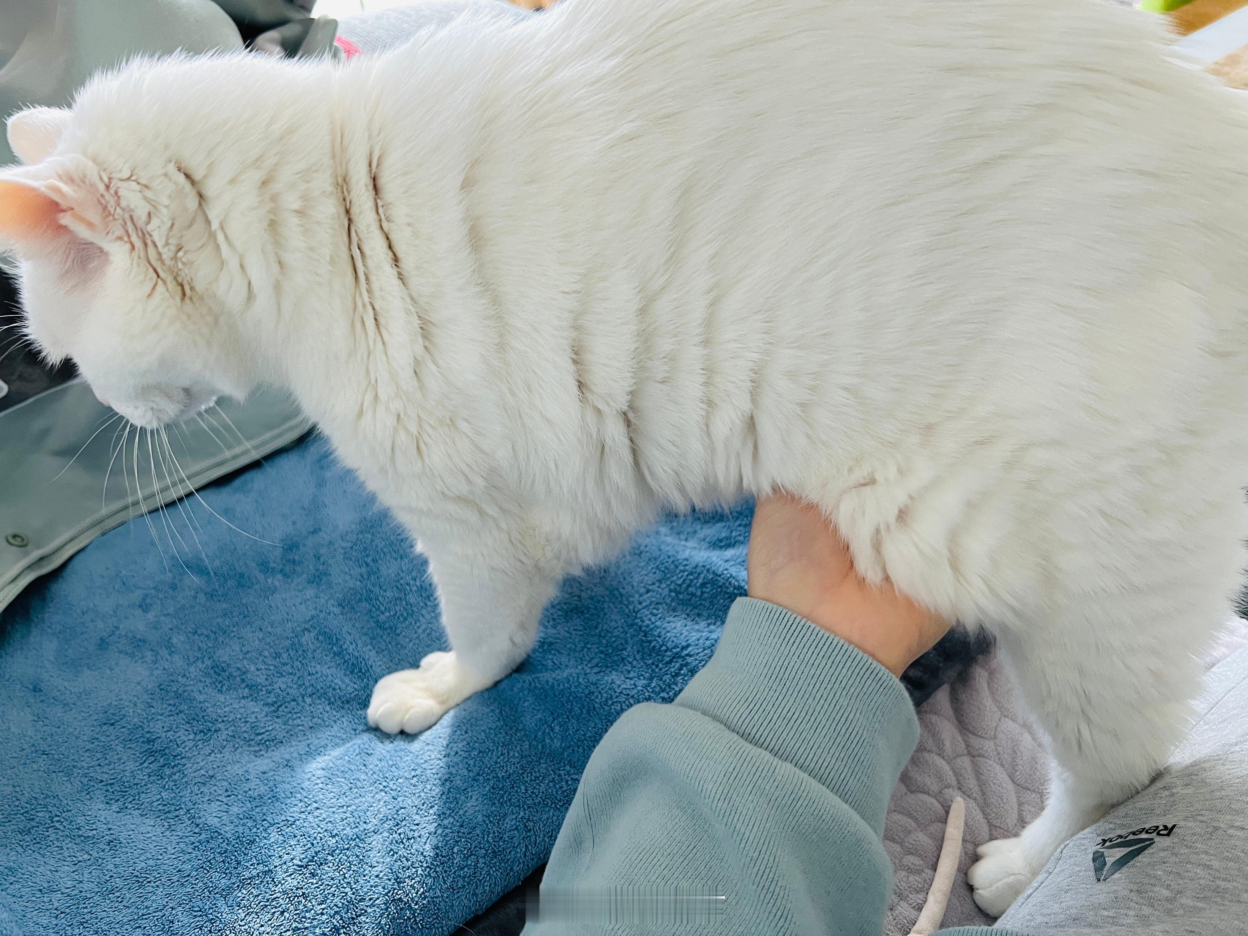 摸摸、吃吃、拉拉。 