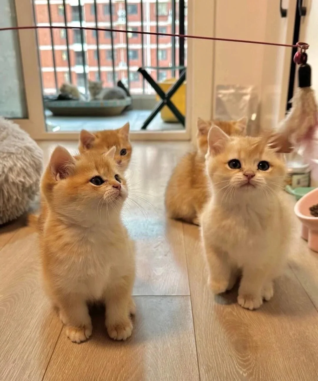 🇭🇰HK買貓💛一窩金豆豆BB～搵家長