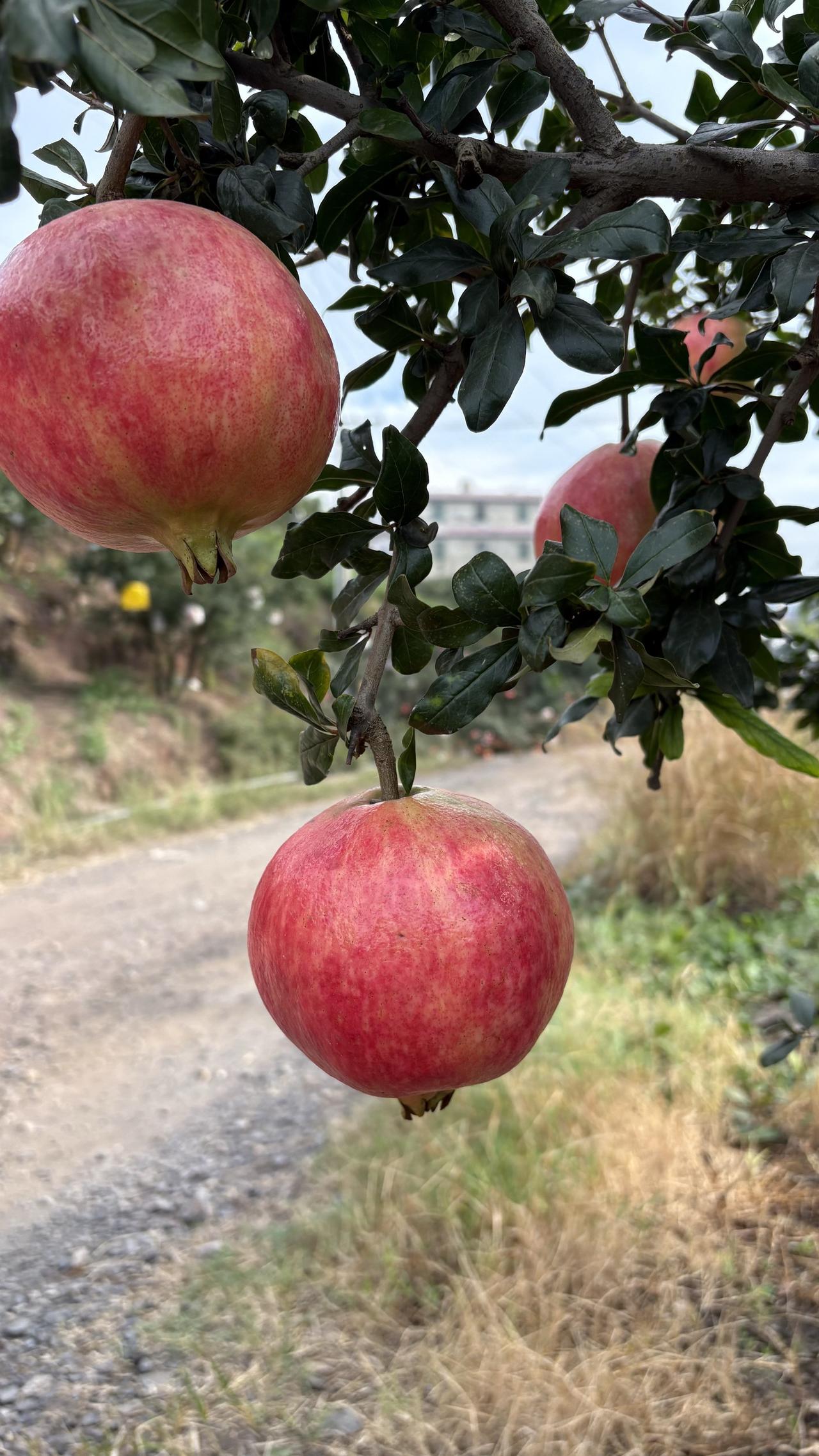 在黑龙江地区的严寒东北，能够种植石榴树吗？一位粉丝是黑龙江的，由于当地气温冬季可
