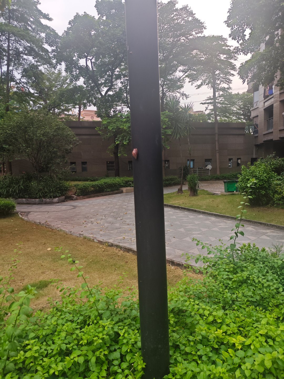 今天没有下雨呢！它爬这么高干嘛呢？ 