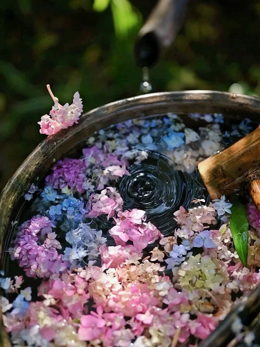 国内绣球花多到爆炸的古寺🙏还有元代国保