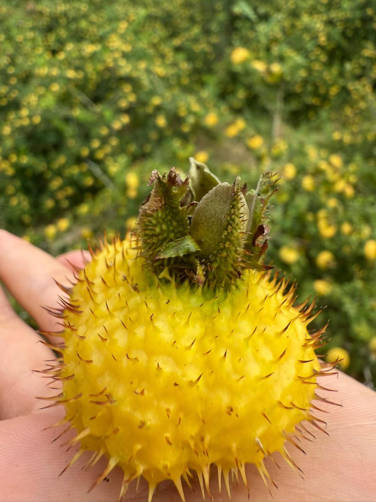 A股市场有一个规律，就是大涨以后各种实实在在的工具都来了，比如最近搞得创业板股指