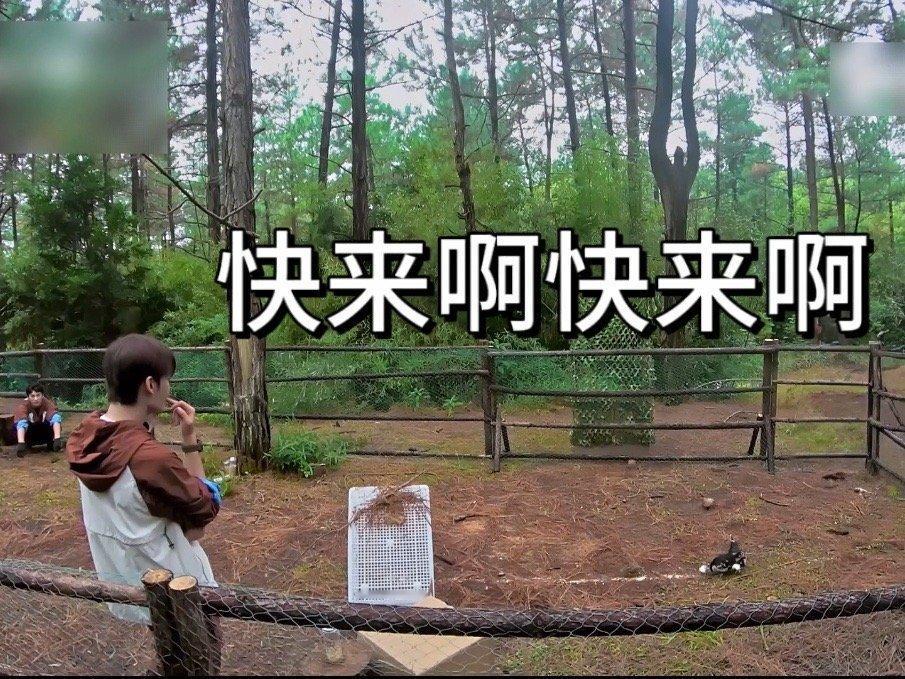 野子哥抓鸡遭遇滑铁卢！信心满满开场，结果被鸡溜到满场飞，头发炸毛，东北话急出，嘴