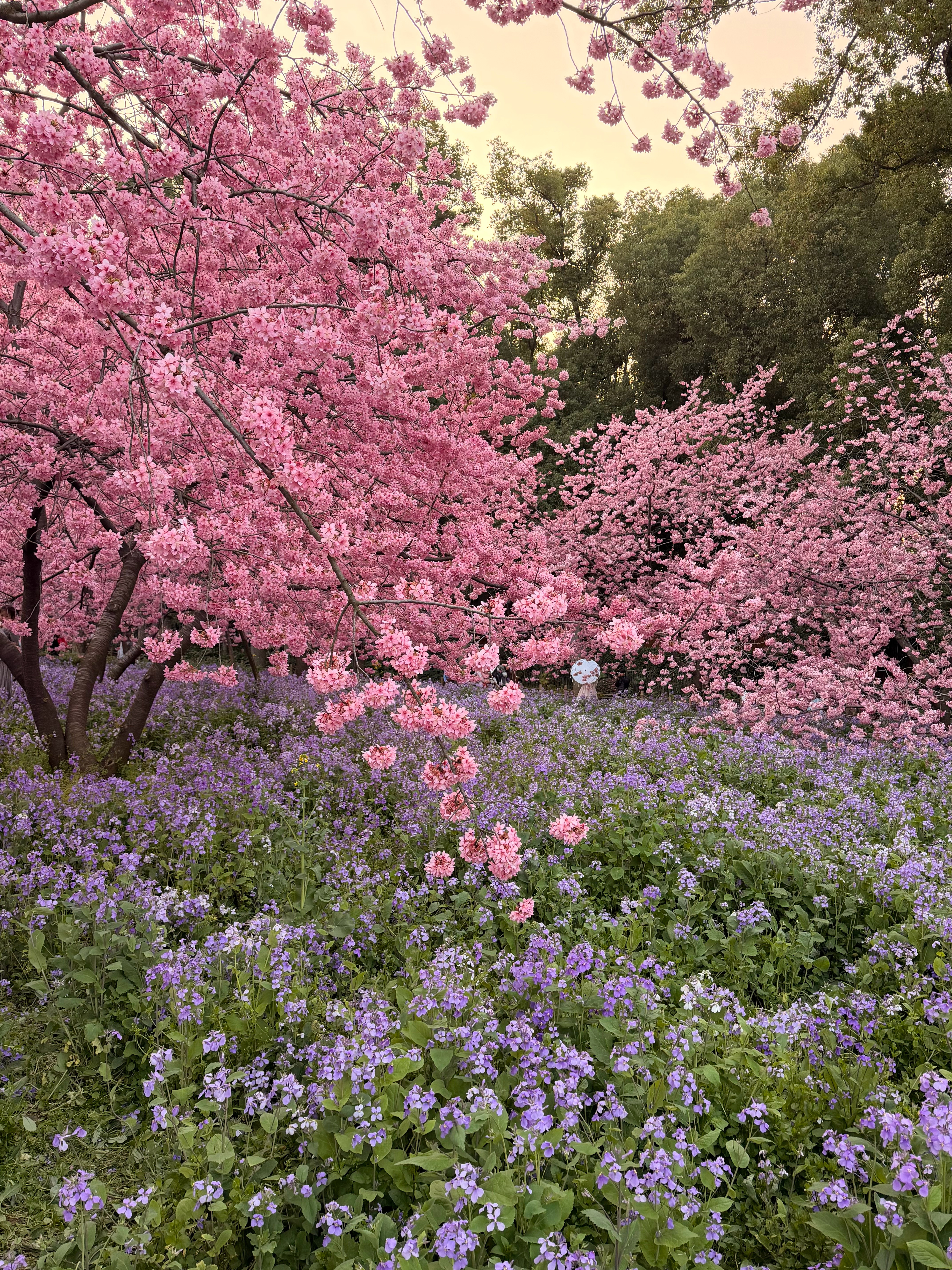 🌸 春日限定 武汉·东湖樱花园