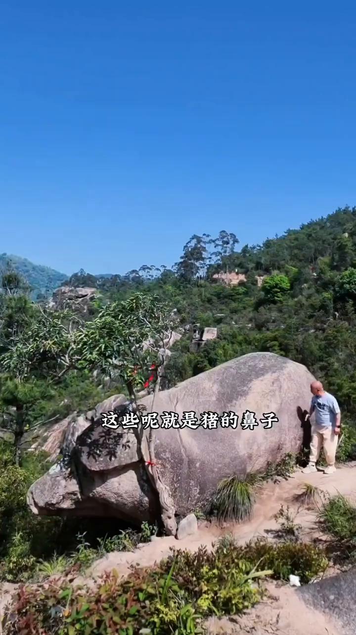 奇石神似猪，福字藏石上，自然奇观，霞浦必看，福气打卡。
这是一只巨大的石猪，真的