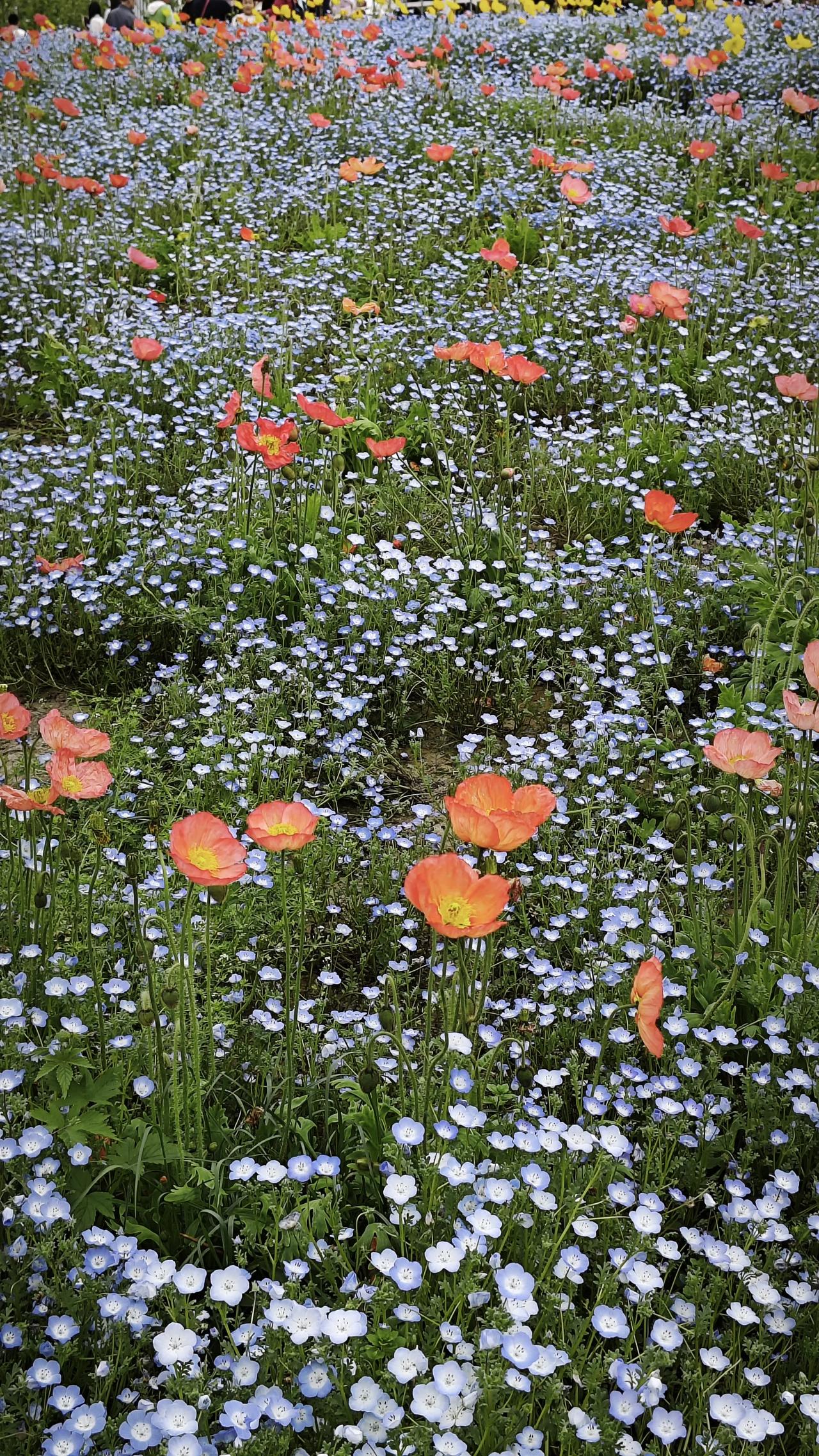 创新药出口/海外授权大增（精简版）
 
1. 2025年全球第一
中国创新药海外