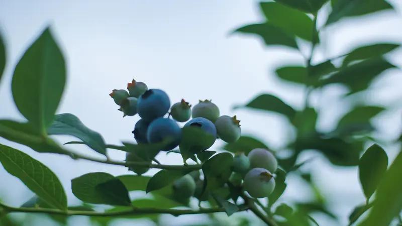 蓝莓也爱喝啤酒？！网友亲测用啤酒种蓝莓，喝白水的颗粒无收，喝啤酒的硕果累累，啤酒