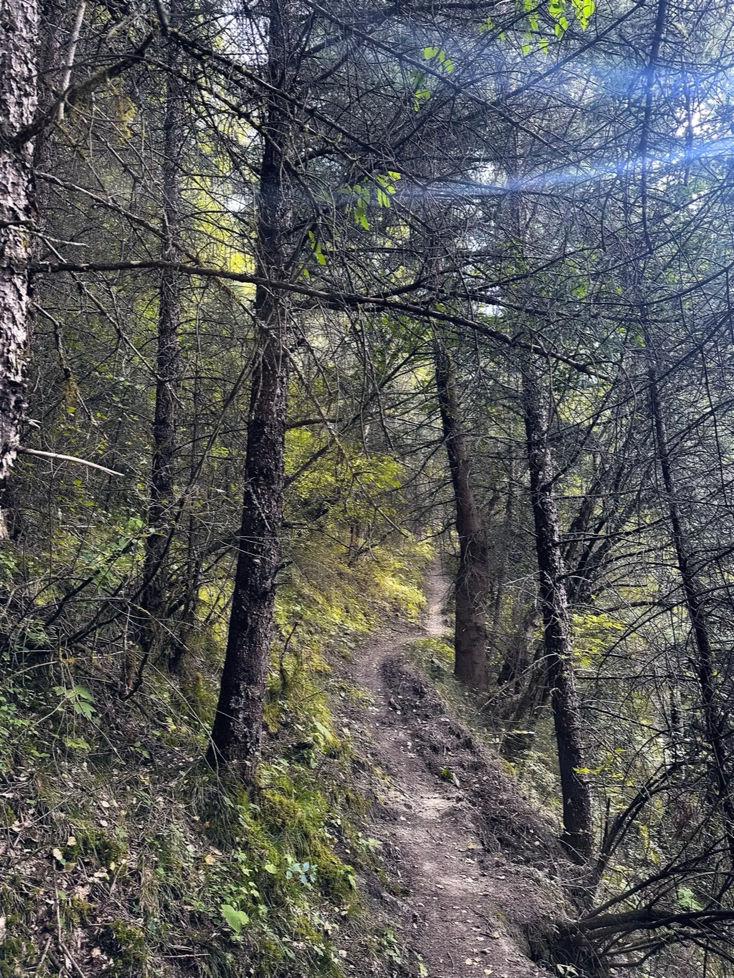 童话里的蘑菇🍄‍🟫 我采到了