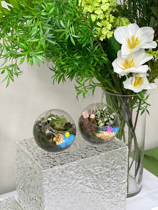 新技能解锁！小小盆栽diy拿捏🤏