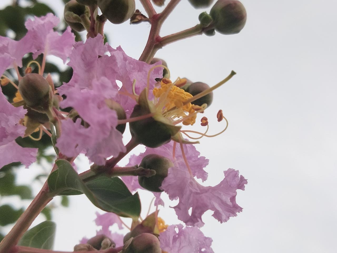 六月里“百日红”，又名：紫薇花。