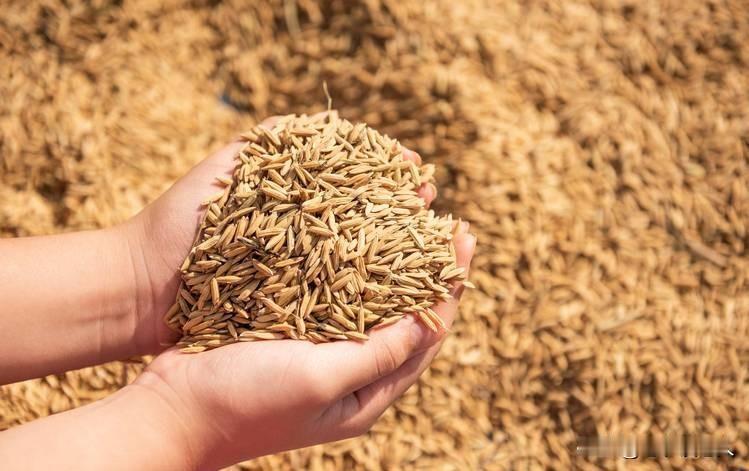 粮食价格上涨，真的能改善农民的收入吗？
这是一个老调重弹的问题，是一个被所有农民