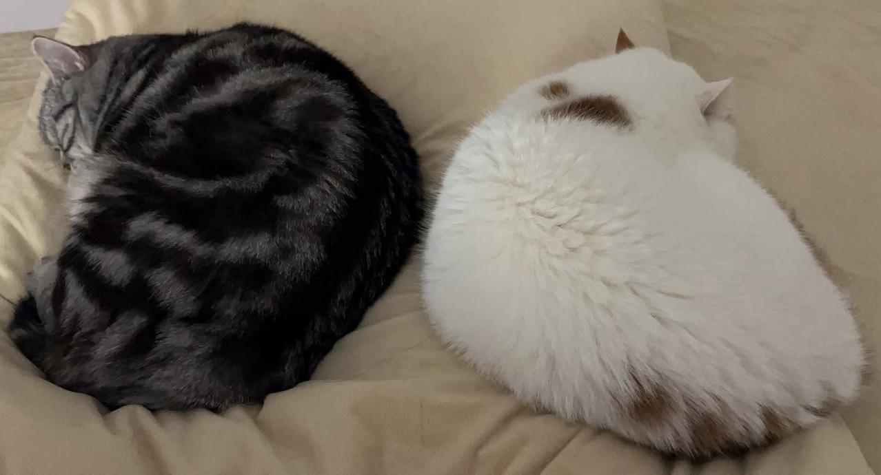 发一张你家猫咪照片