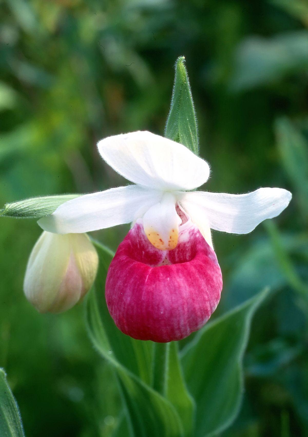 Cypripedium reginae 皇后杓兰
正式中文名：皇后杓兰
英文通用