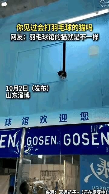 “猫会打羽毛球”冲上热搜那天，我正挤在地铁里刷手机，差点坐过站。

视频里，一只