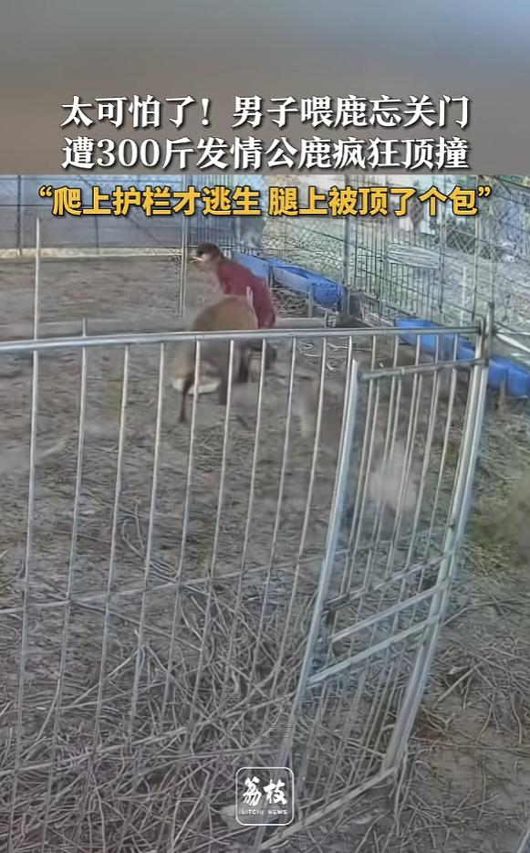 “太可怕了！”12月23日，江西吉安，一男子喂鹿时，因一时疏忽，忘记关闭铁门，竟