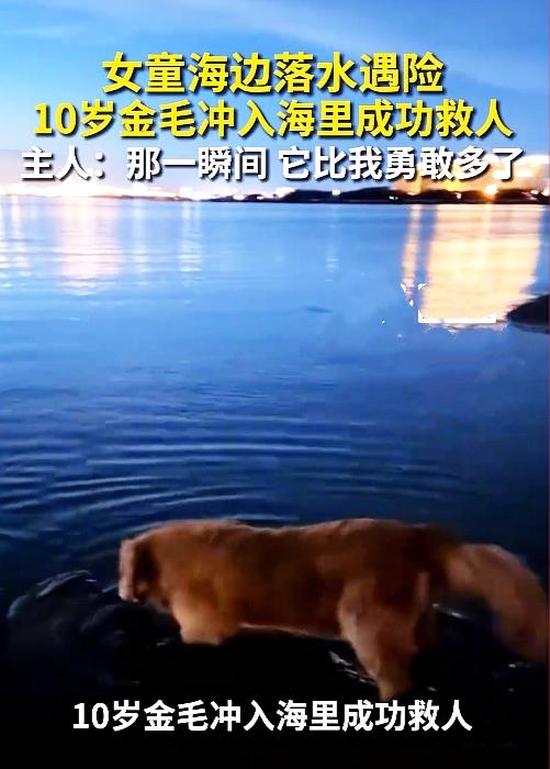 万万没想到！平日胆小怕水的老金毛，下海救下落水女童
 
近日海南海边发生惊险又暖
