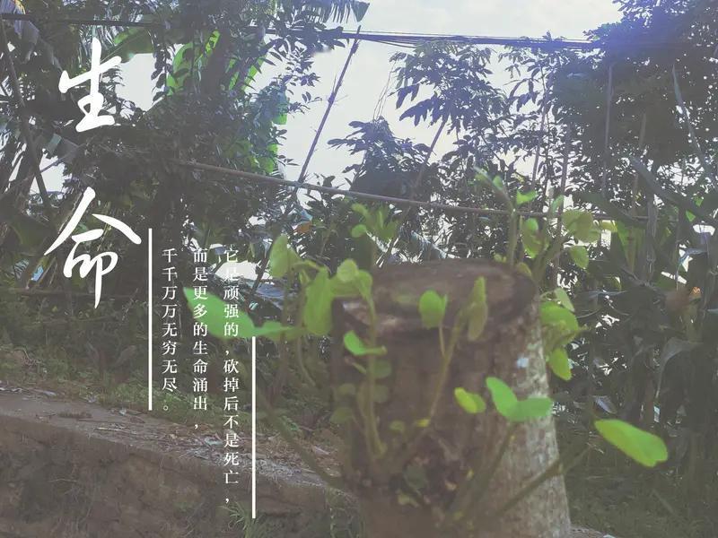 倘若有来生，如若保留有记忆，那么避坑作重新的选择，换个活法再出发，开启别样的人生