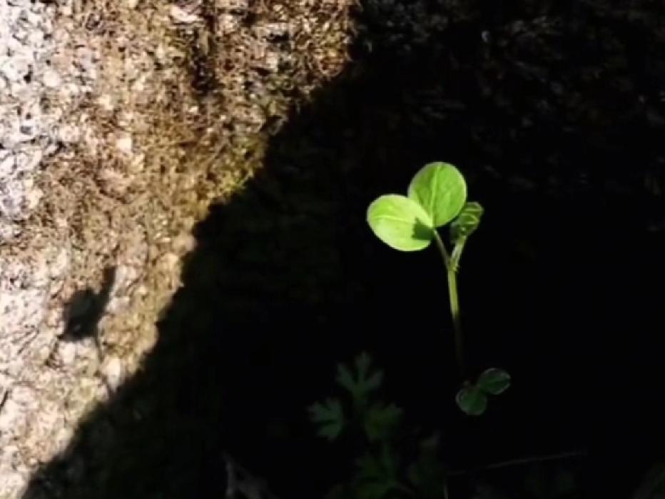 阳光暖暖的，石墙边有些微烫。一颗野豆苗，在阴影里，擦净了时光里的尘。
两片叶，无