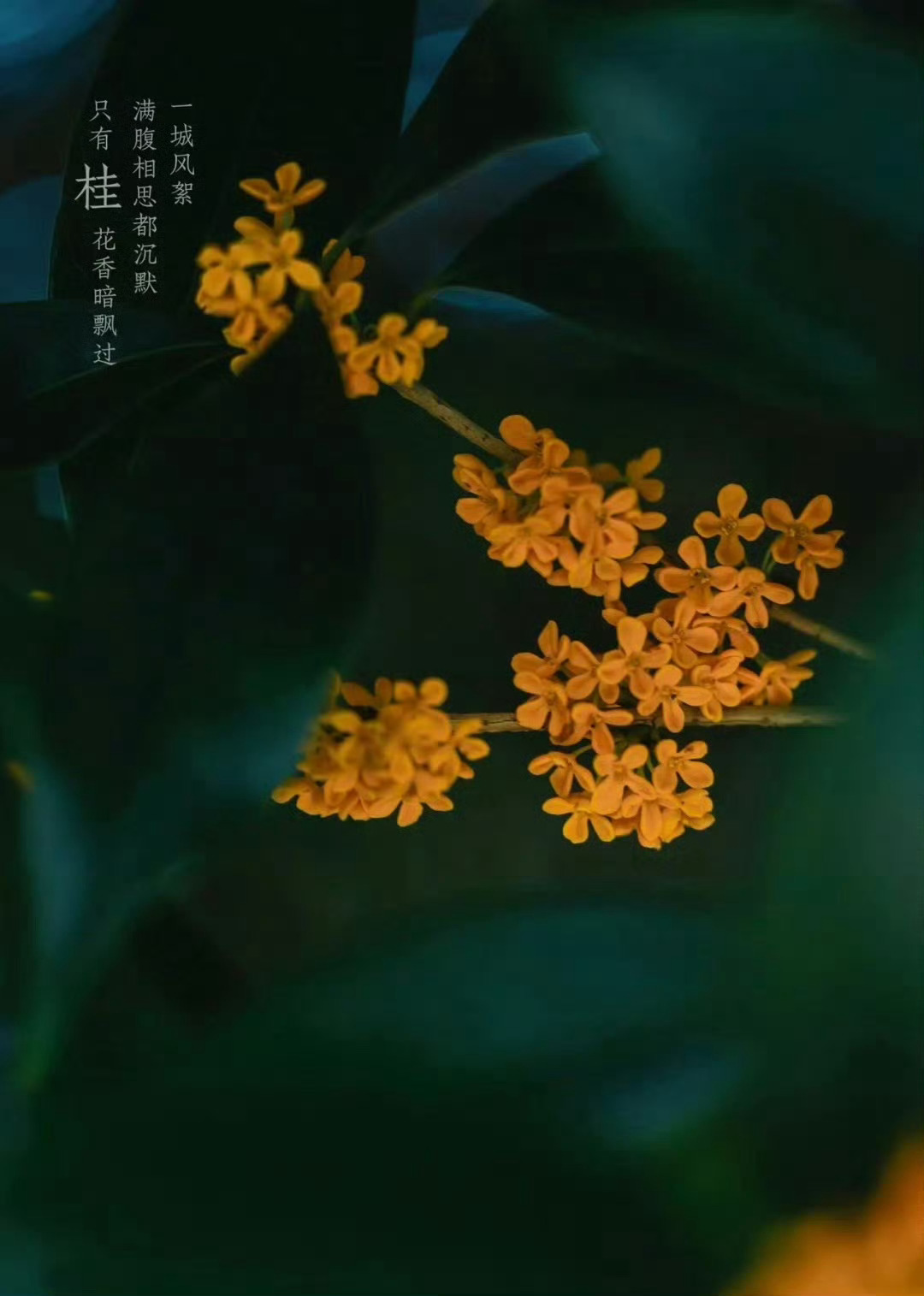 “ 夜静人闲落桂花 … ” ​ ​​​