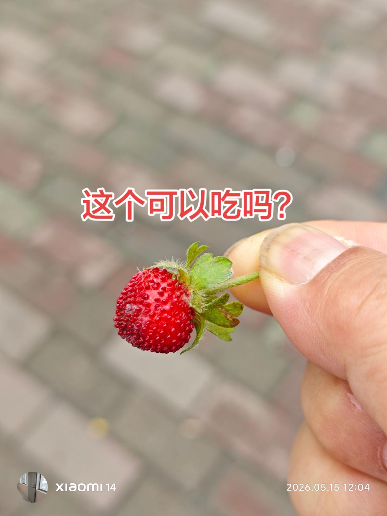草地上这个野果可以吃吗？最近在草地上发现这个野果。草地太脏，没敢尝。