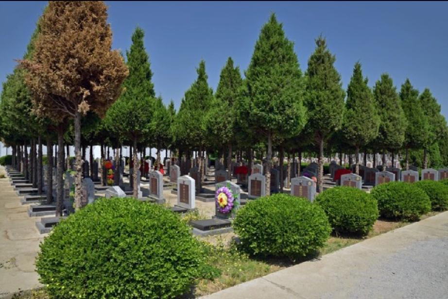 上午9点我和姐姐妹妹一起，妹夫开车给爸妈去扫墓。
       墓园里很干净，我