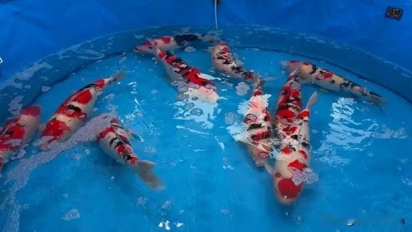 400万天价锦鲤亮相顺德竞拍
 
6月6日，广东顺德容桂某锦鲤养殖场开展线上线下