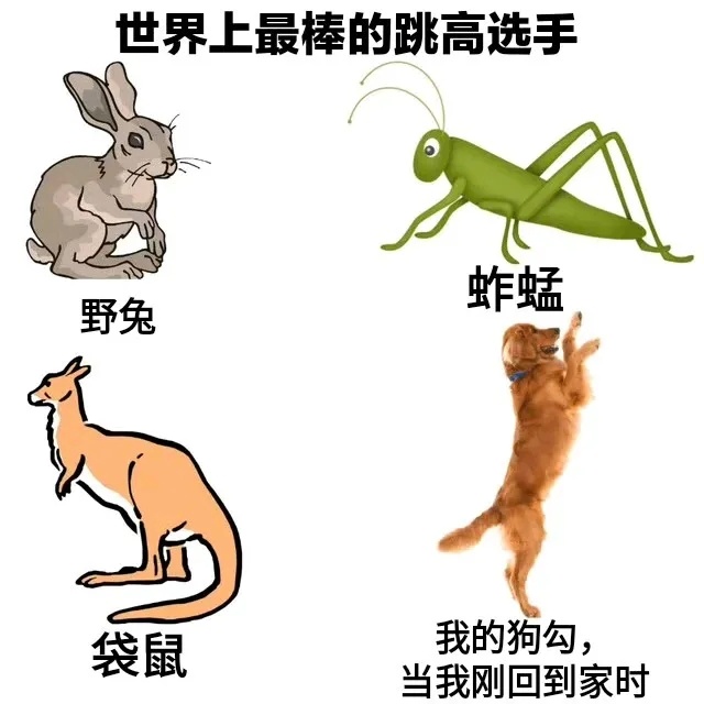 狗狗把人类离开的每一分钟，都存成双倍的爱在跳跃里表达。 ​​​