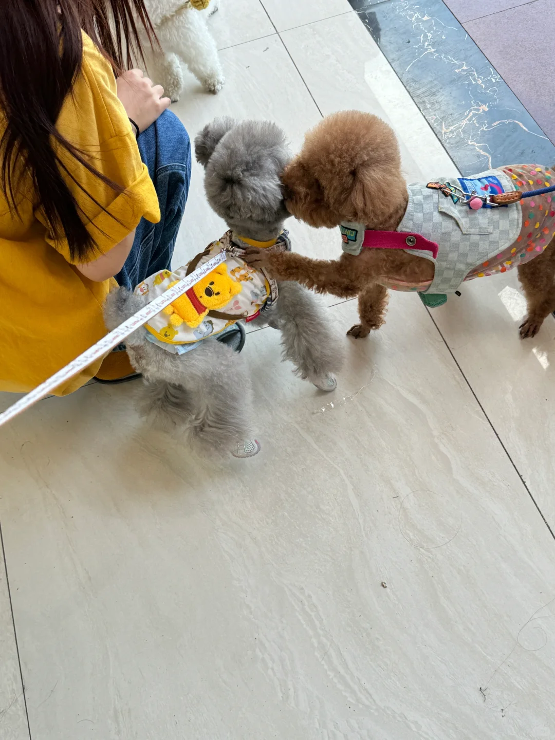 狗狗巴士去郴州的路上