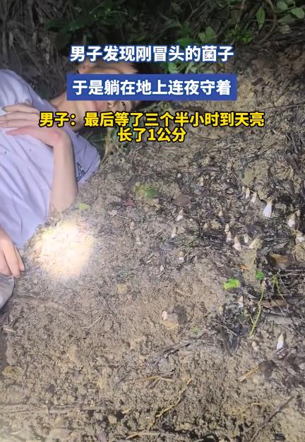 笑不活了！男子山里躺平守菌3个半小时，熬到天亮只长1厘米，主打一个为爱发电

最