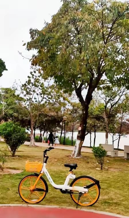 白云湖公园。平凡的我，自我感觉手机里每一个镜头都很精彩，这就是特别喜欢白云湖公园