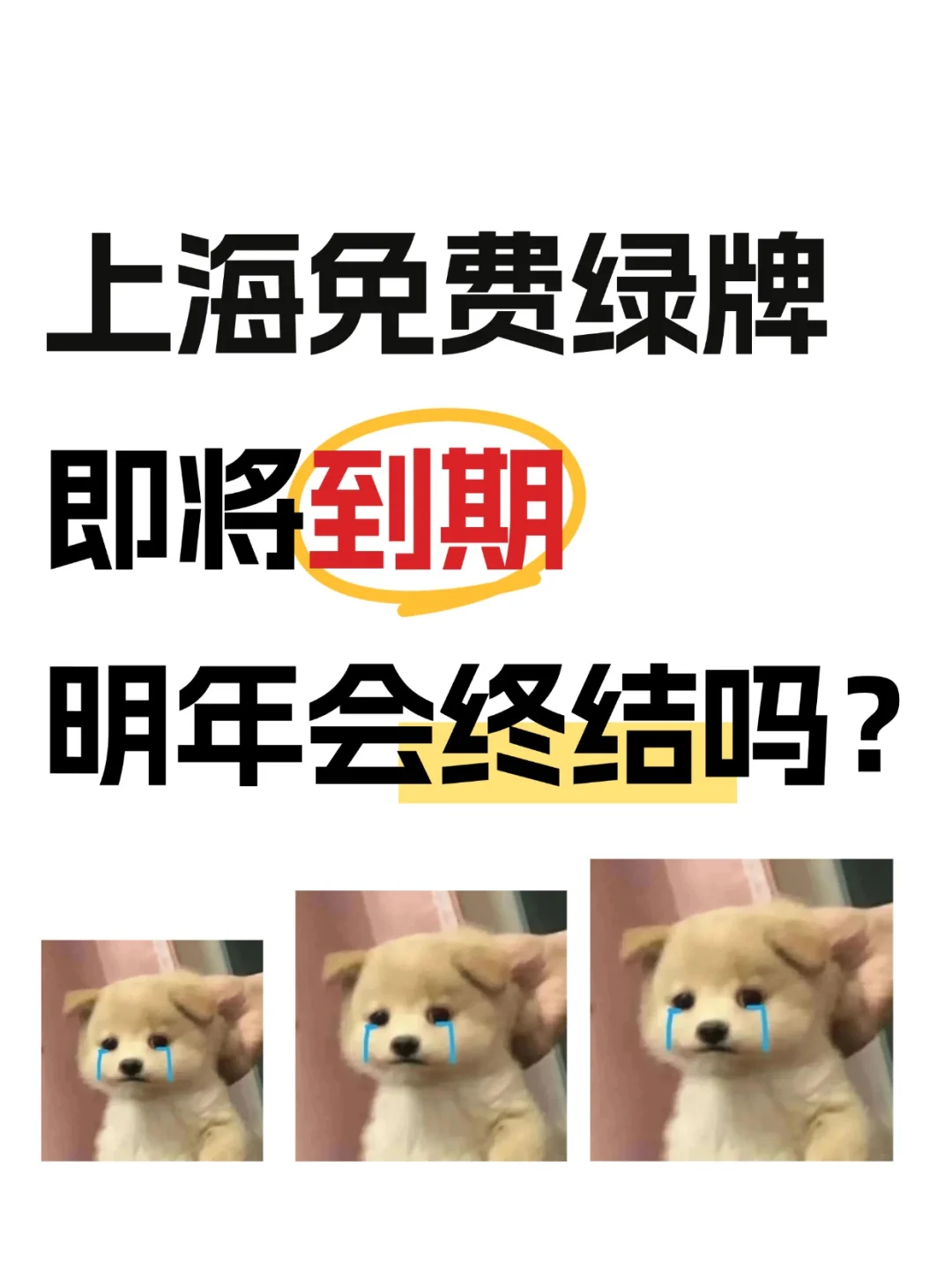 上海绿牌即将到期，明年会终结吗⁉️