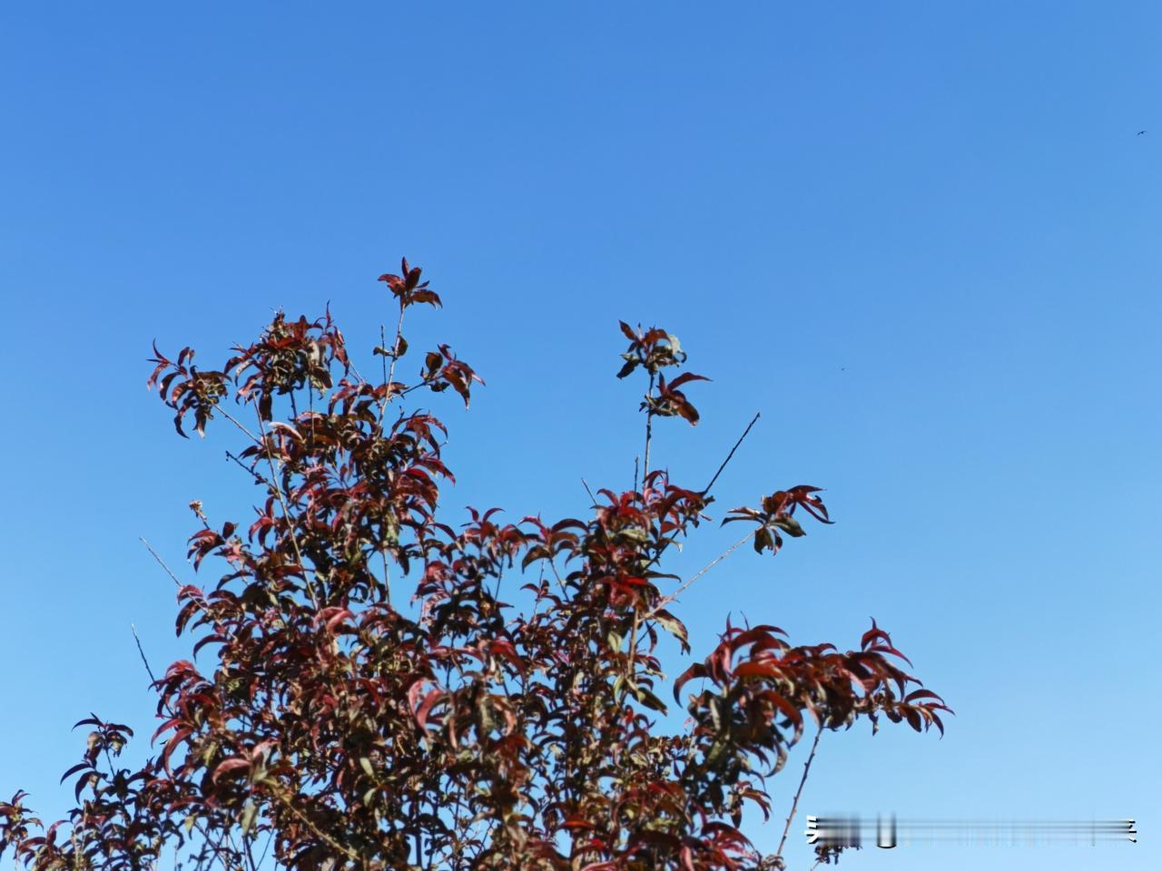 真心话茶局