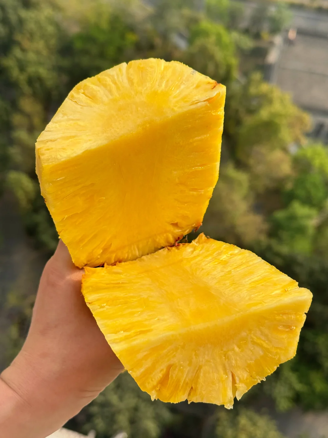 树上自然熟的金钻凤梨，久违的凤梨香甜味…