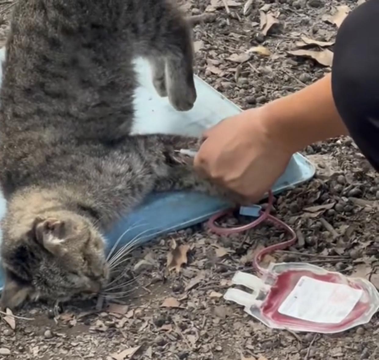 一只流浪小猫被抓住抽血，小猫身上已经瘫软了，但是他又把小猫提起来以便抽更多的血。