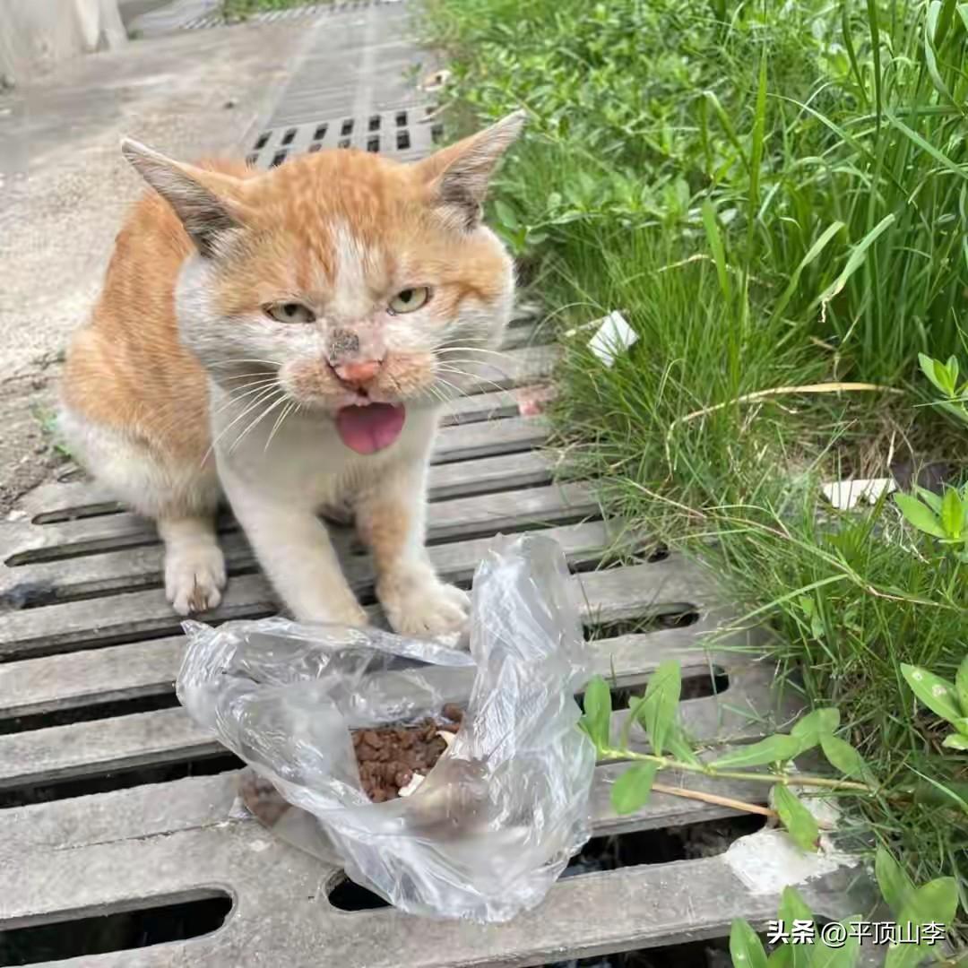 下班路上，总有一只橘白相间的小猫蹲在路灯下，见人也不躲，只是静静望着来往的脚步。